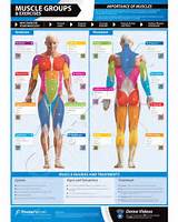 Muscle Exercise Guide Images