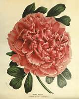 Images of Antique Flower Prints