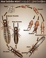 Termite Reproduction Images
