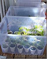 Pictures of Growing Vegetables In Plastic Storage Containers