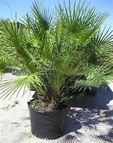 Pictures of Fan Palm
