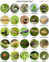Organic Garden Pest Control Images