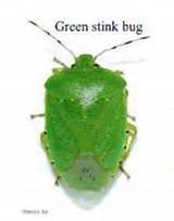 Images of Green Stink Bug Control
