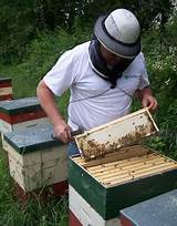 Organic Beekeeping Supplies Photos