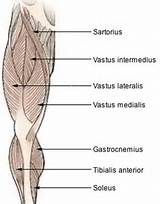 Images of Vastus Medialis Muscle Strengthening Exercises