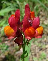 Pictures of Spurred Snapdragon Flower