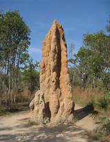 Termites Building Mounds Pictures