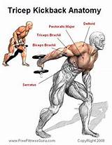 Tricep Workout Exercises Images