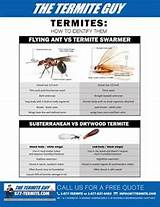 Pictures of Termite Fumigation Vs Heat