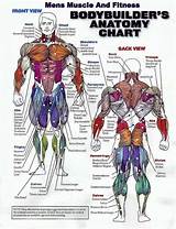 Muscle Exercises Groups Images