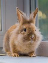 Rabbit Pet Insurance Comparison Images