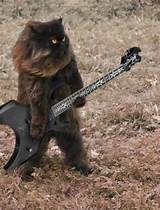 Pictures of Cat Playing A Guitar