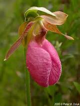 Photos of Pink Lady Slipper Flower