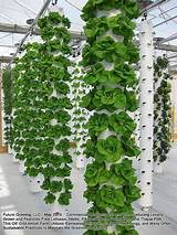 Pvc Pipe Hydroponic Lettuce Images