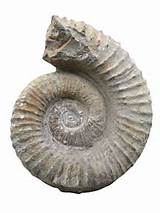 Images of Fossils In Rocks
