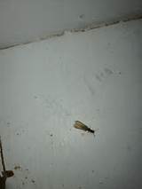Termite Hatching
