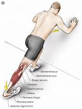Gastrocnemius Muscle Strengthening Exercises Images