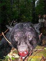 Bear Outfitters In Maine Pictures