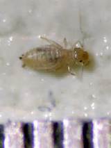 Photos of Can You Use Lice Treatment For Bed Bugs