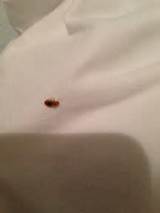 Video Of Bed Bug Treatment