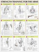 Bicep Workout Exercises Pictures