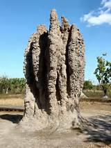 Termite Cathedral Pictures