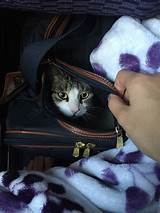 Plane Cat Carrier Pictures