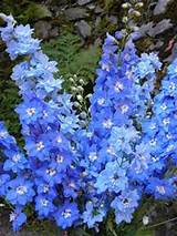 Photos of Flowers That Look Like Delphiniums