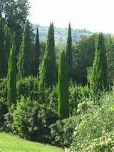 Cheap Cypress Trees Pictures