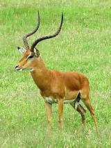 Kruger National Park Animal List Images