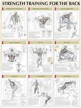 Upper Back Muscle Exercise Photos