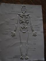 Photos of How To Draw A Human Skeleton For A Class Project