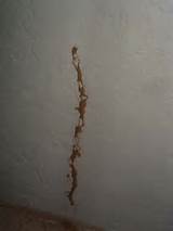 Termite Signs Drywall Pictures