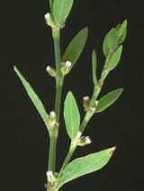 Pictures of Polygonum Aviculare Control