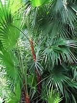 Landscape Plants In Florida