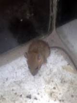Photos of Rat Vs Hamster