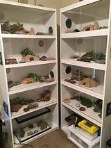 Reptile Tank Shelves Photos