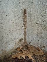 Ground Termites Signs Pictures