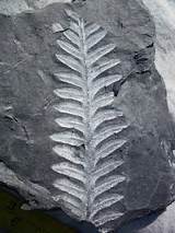Fossils New Leaf Photos