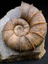 Pictures of Fossils Uk