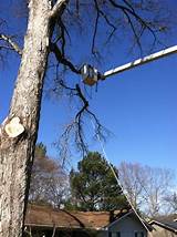 Pictures of Chattanooga Tree Removal Service