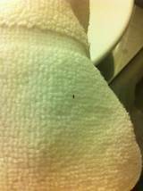 Images of Park Central Hotel New York Bed Bugs