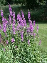 Tall Spiky Purple Flowers Photos