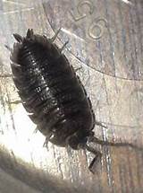 Pictures of Pill Bug Control In House