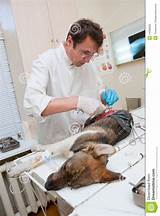 Images of Dog Surgery Payment Plans