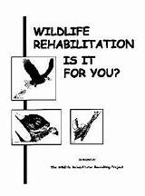Careers In Wildlife Conservation And Rehabilitation