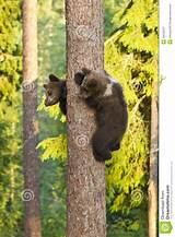 Bear Cub Climbing Tree