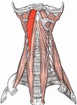 Photos of Core Muscles Wiki