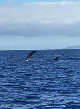 Pictures of Pwf Whale Watching Maui