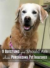Images of Is Pet Insurance Necessary